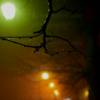 The Lights in the Fog...